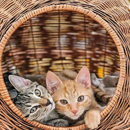 Butikowe W Sudetach - Trzy Morza - Pod Gora Trojmorski Wierch Jodlow (Klodzko)