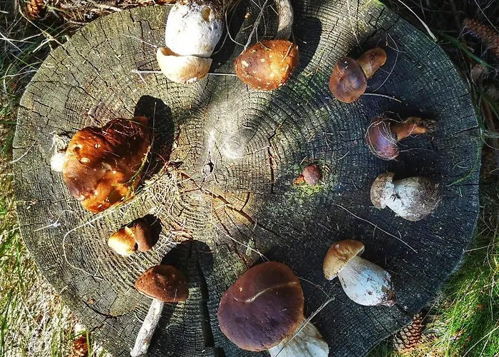 Διαμέρισμα Butikowe W Sudetach - Trzy Morza - Pod Gora Trojmorski Wierch