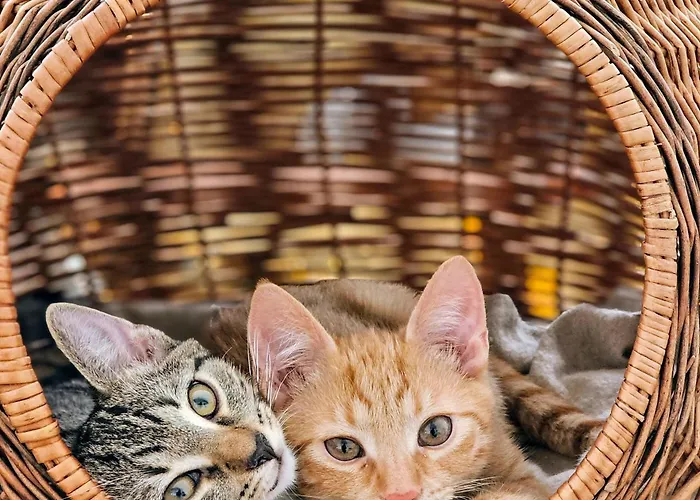 Trzy Morza - Pod Trójmorskim Wierchem Jodlow (Klodzko)